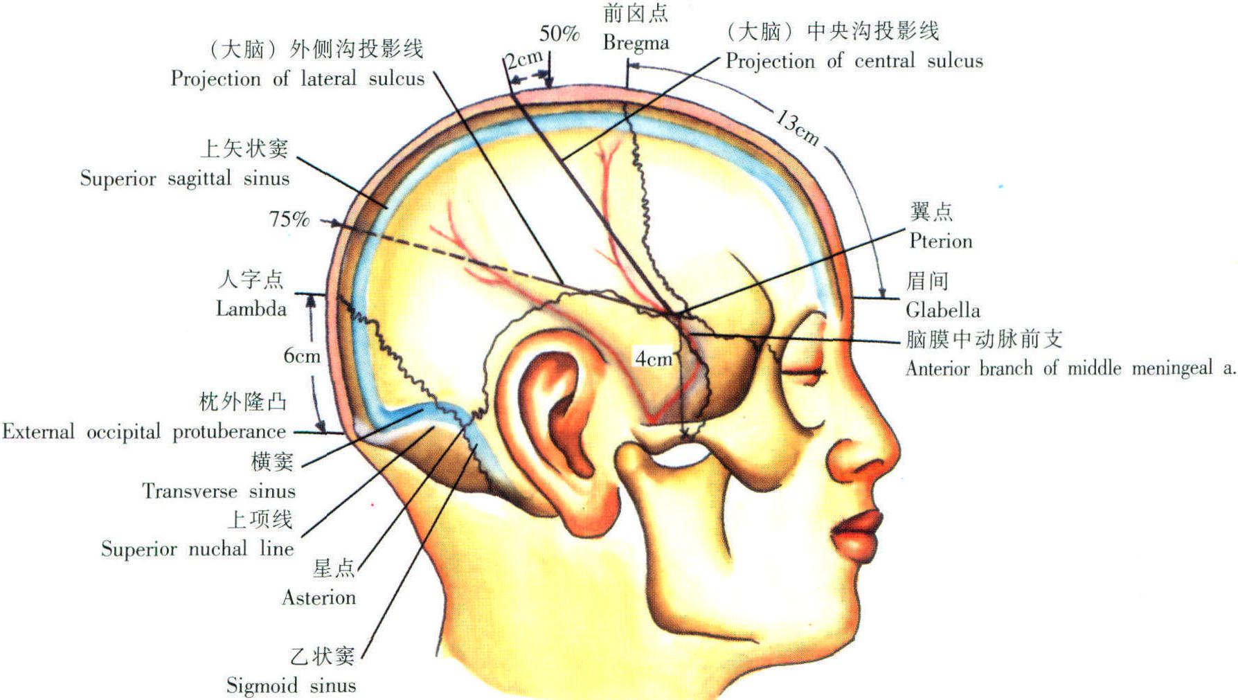 顱腦的體表投影